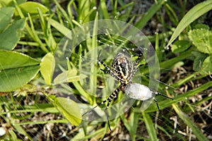 Orb weaver spider in a web with a cocoon