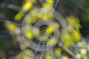 Spider and the Spiders Web Shining in Sunlight