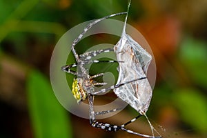 Orb Weaver Spider