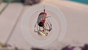 Orb weaver spider wrapping June bug in silk
