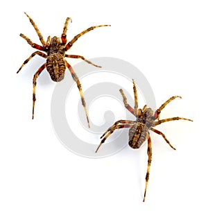 Orb Weaver Spiders