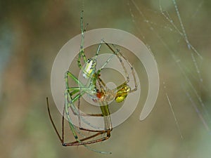 Orb Weaver Spiders Mating