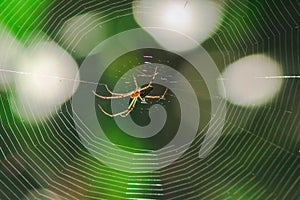 Orb-weaver spiders in nature are building webs