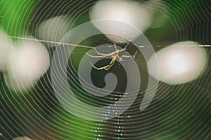 Orb-weaver spiders in nature are building webs