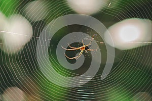 Orb-weaver spiders in nature are building webs