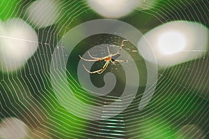 Orb-weaver spiders in nature are building webs