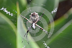 Spider Orb weaver in web