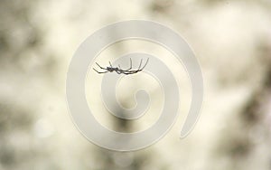 Orb-web spider hanging down-side in front of a white water fall in blurred background photo