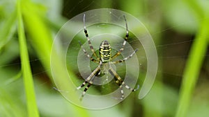 Orb-web wasp spider Argiope bruennichi resting on web