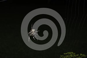 Common Orb weaver