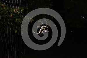 Common Orb weaver