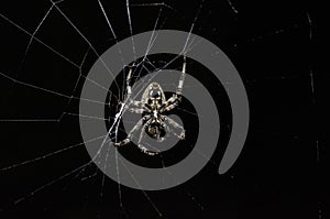 Common Orb weaver