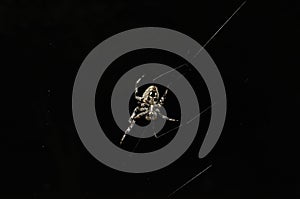 Common Orb weaver