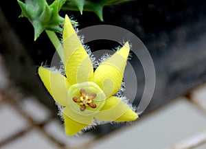 Orbea semota var. lutea, succulent with yellow flowers