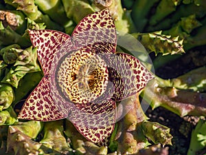 Orbea variegata flower macro