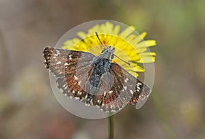 Orbed red underwing Skipper