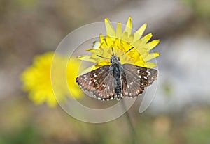 Orbed red underwing Skipper