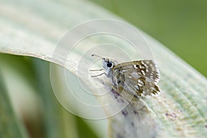 Orbed Red-underwing Skipper - Spialia orbifer