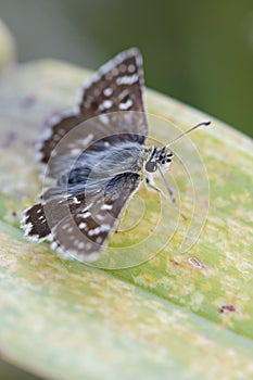 Orbed Red-underwing Skipper - Spialia orbifer photo