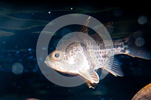 Orbic Cardinalfish in Aquarium photo