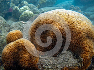 Orbicella annularis photo