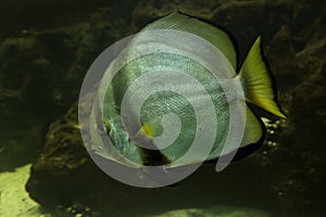 The Orbicular batfish Platax orbicularis.