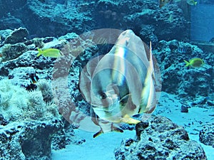 Orbicular batfish or Platax orbicularis or Circular batfish or Round batfish or Orbic batfish. photo