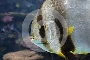 Orbicular batfish Platax orbicularis - ocean and sea fish