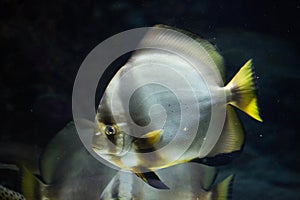 Orbicular batfish (Platax orbicularis).