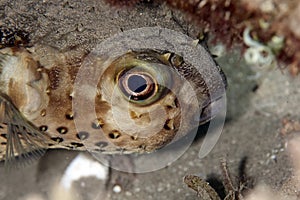 Orbicular burrfish