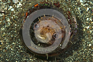 Orbicular Burrfish Ciclychthys orbicularis