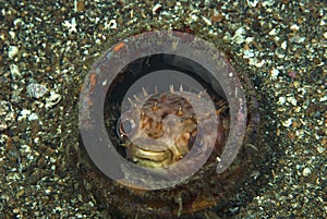 Orbicular Burrfish Ciclychthys orbicularis