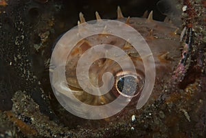 Orbicular Burrfish Ciclychthys orbicularis