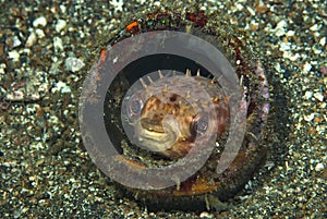 Orbicular Burrfish Ciclychthys orbicularis