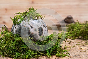 Orbicular ocean jasper sphere with crystallized vugs from Madagascar on moss, bryophyta and cork