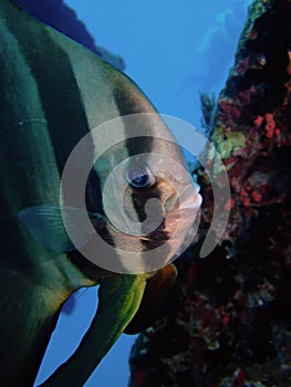 Orbicular spadefish