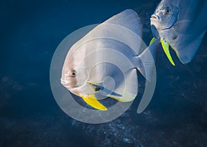 Orbicular Spadefish in the Indian ocean