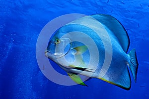 Orbicular spadefish platax orbicularis.