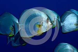 Orbicular spadefish platax orbicularis.