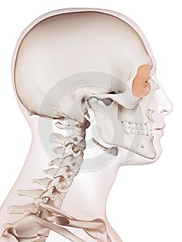 The orbicularis oculi