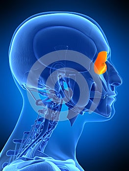 The orbicularis oculi