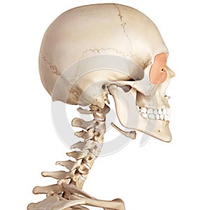 The orbicularis oculi