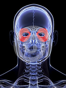 Of the orbicularis oculi muscle