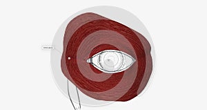 The orbicularis oculi muscles circle the eyes and are located just under the skin