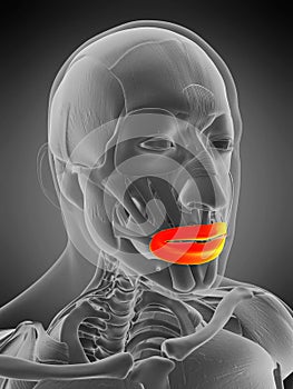 Orbicularis oris