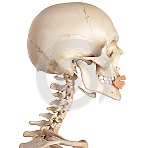 The orbicularis oris