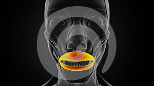 What action does the orbicularis oris muscle allow?