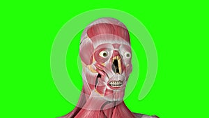 Orbicularis oris muscles with green background