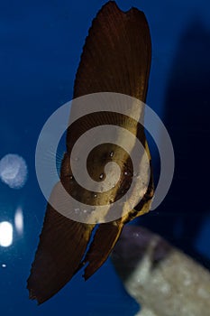 Juvenile Orbic Batfish photo