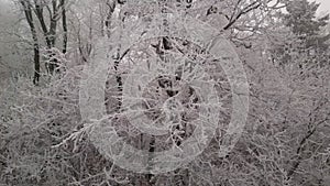 Orbiting around winter tree with branches covered with rime ice or hoarfrost